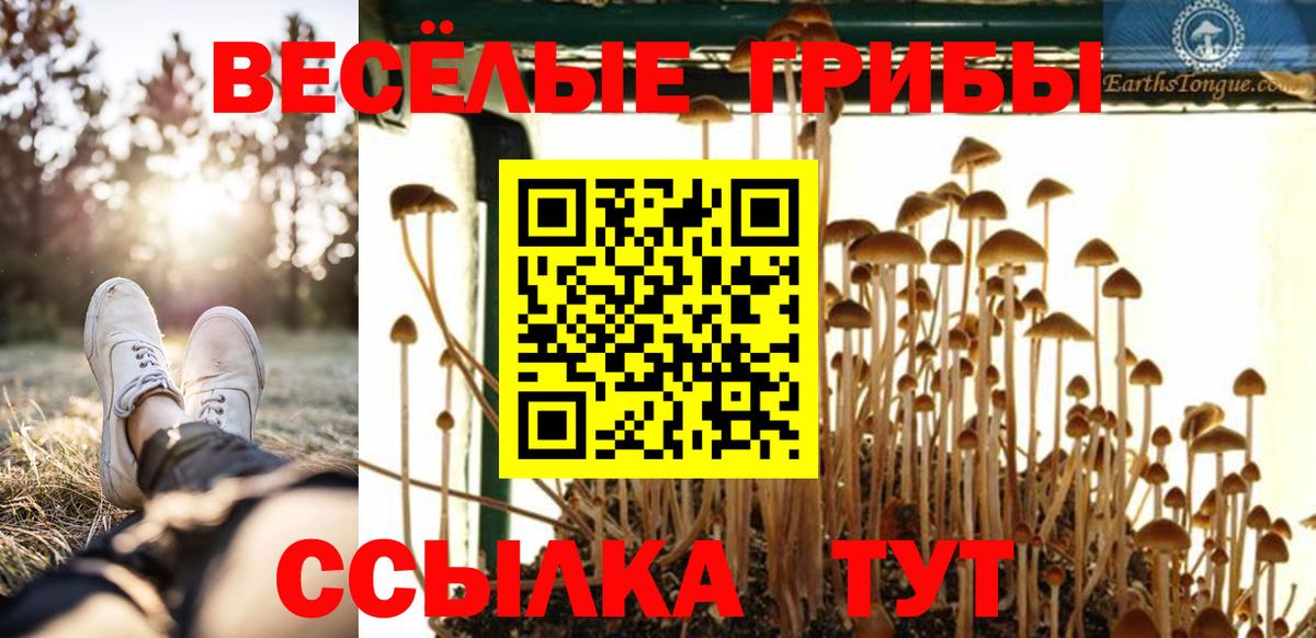 Галлюциногенные грибы Psilocybe Шадринск